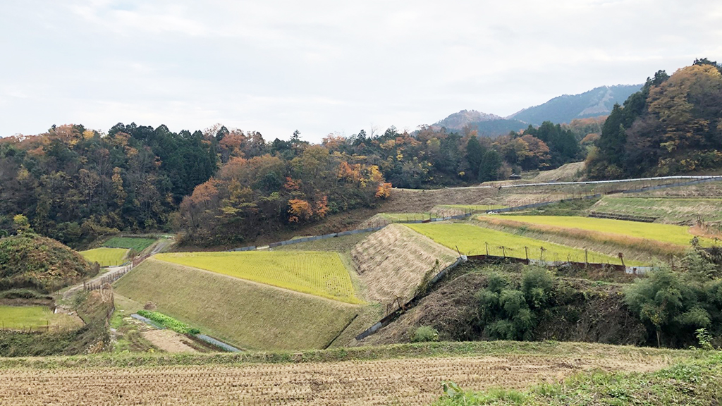 兵庫県養父市の棚田（GLOCOM撮影）